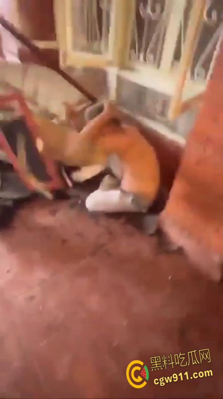 尼泊尔突发暴乱,前总理妻子在家中被民众放火烧死,财政部长被游街拖行,并被赶入河中殴打 !