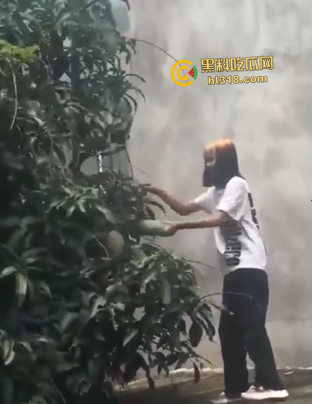 集美组团偷芒果翻车!白衣女孩瓦房“跳关”坠落陷阱,谁知这却是房主故意的陷阱!