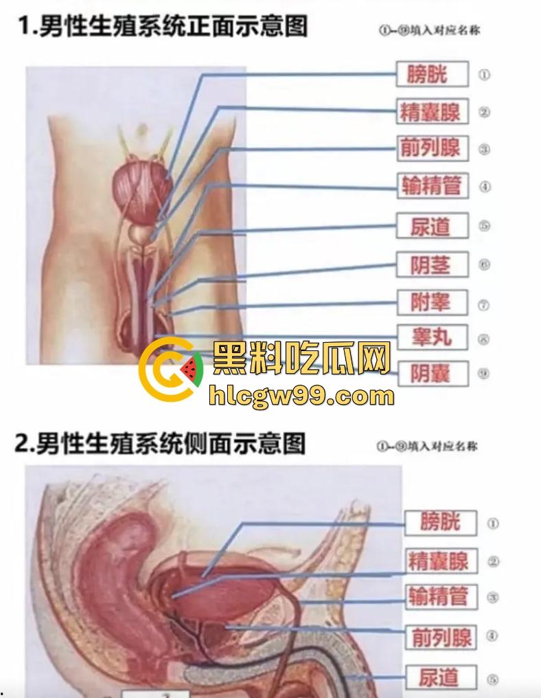 七年级生物课现场社死,老师一本正经讲解鸡巴与阴道的互插关系, 还让全班大声朗读鸡巴,课堂笑死个人!