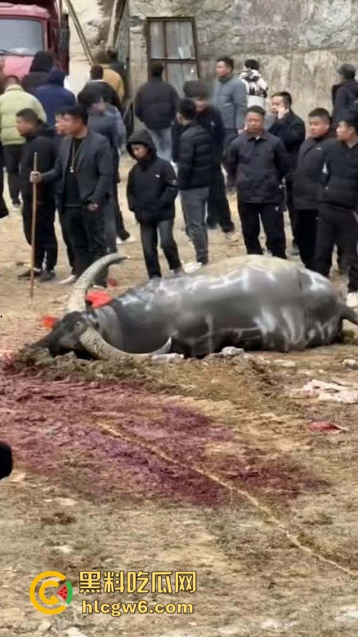 牛王陨落!贵州七十二寨斗牛王小山虎与神威大将军相撞同亡 残忍现场视频流出