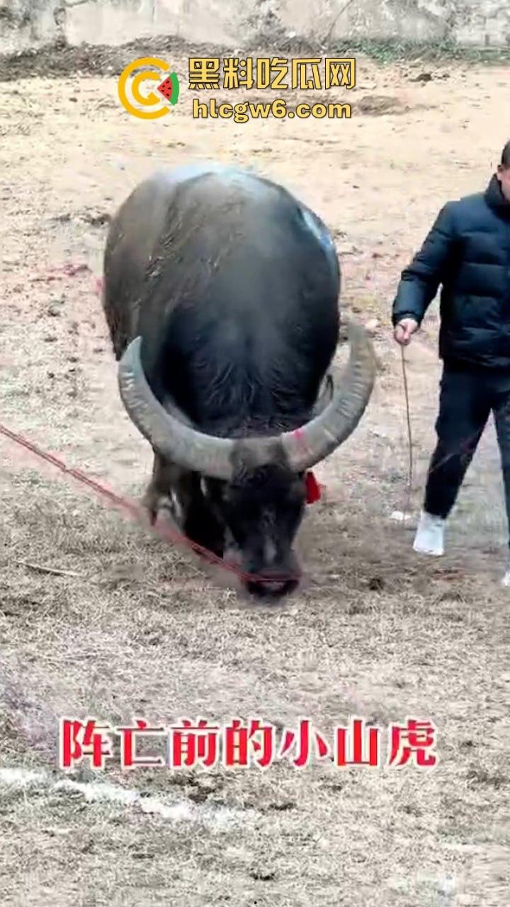牛王陨落!贵州七十二寨斗牛王小山虎与神威大将军相撞同亡 残忍现场视频流出