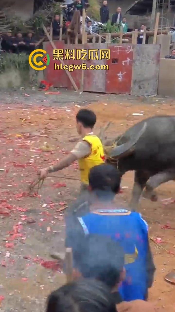 牛王陨落!贵州七十二寨斗牛王小山虎与神威大将军相撞同亡 残忍现场视频流出