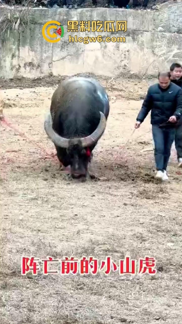 牛王陨落!贵州七十二寨斗牛王小山虎与神威大将军相撞同亡 残忍现场视频流出