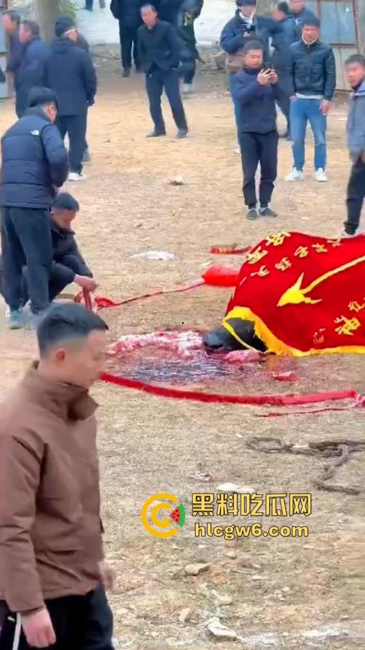 牛王陨落!贵州七十二寨斗牛王小山虎与神威大将军相撞同亡 残忍现场视频流出