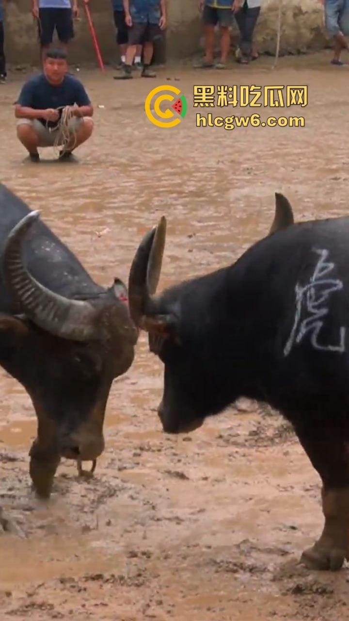 牛王陨落!贵州七十二寨斗牛王小山虎与神威大将军相撞同亡 残忍现场视频流出