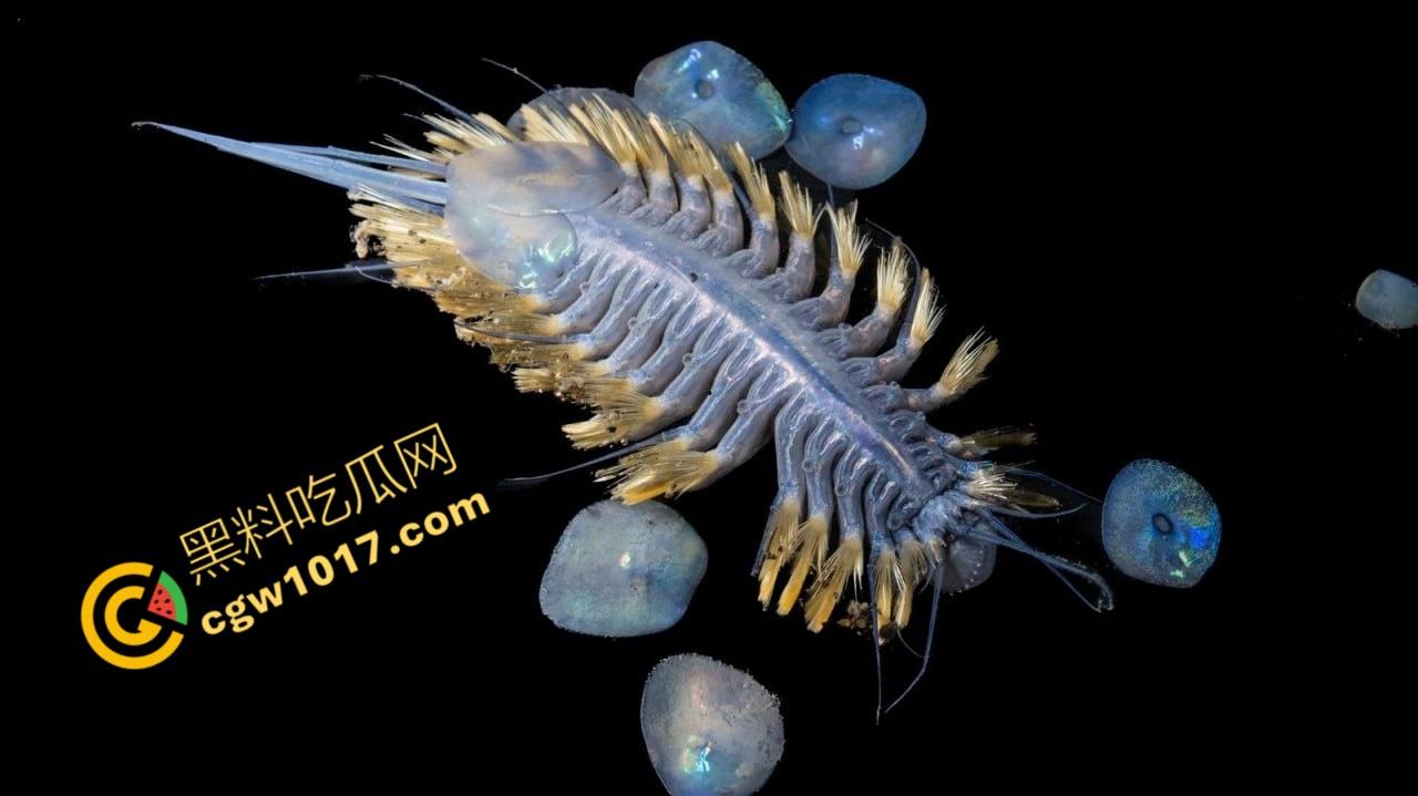 南极科考内部视频劲爆流出:30种未知致命生物!从“死亡之球”到“僵尸蠕虫”,史前病毒横行,足以令人毛骨悚然!