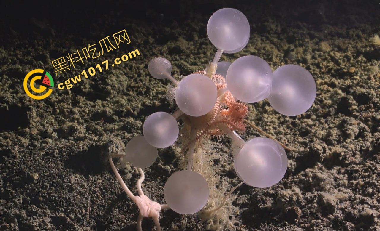 南极科考内部视频劲爆流出:30种未知致命生物!从“死亡之球”到“僵尸蠕虫”,史前病毒横行,足以令人毛骨悚然!