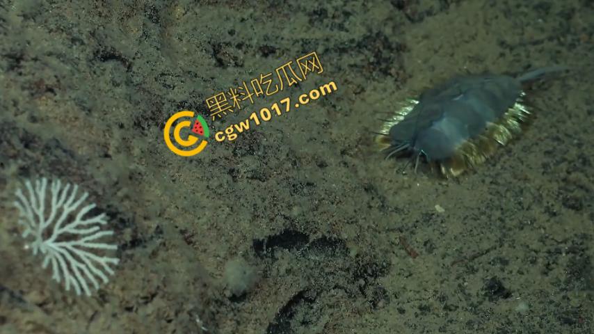 南极科考内部视频劲爆流出:30种未知致命生物!从“死亡之球”到“僵尸蠕虫”,史前病毒横行,足以令人毛骨悚然!