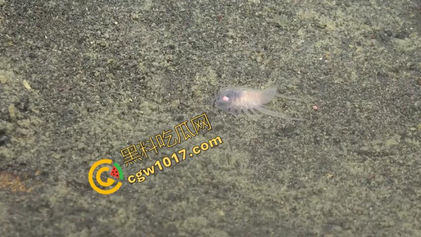 南极科考内部视频劲爆流出:30种未知致命生物!从“死亡之球”到“僵尸蠕虫”,史前病毒横行,足以令人毛骨悚然!