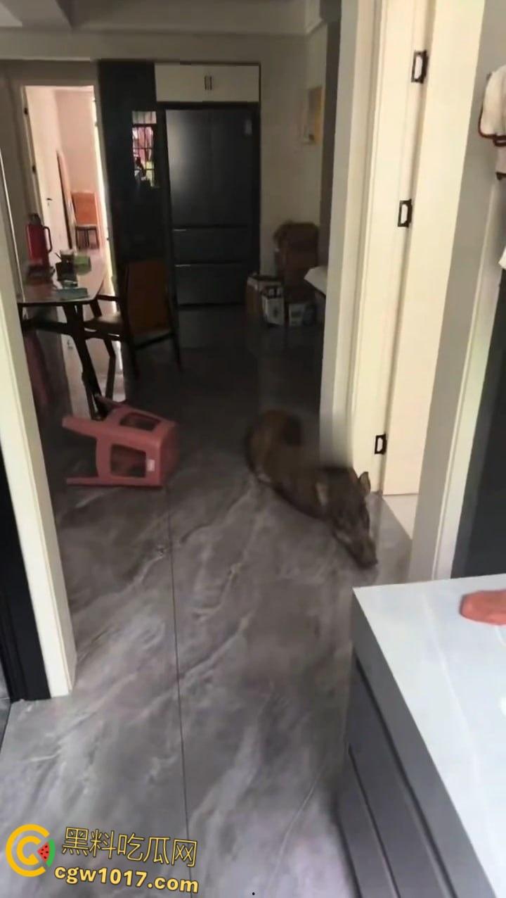 安徽马鞍山和县京都公馆,一头野猪将居民门撞坏后跑进居民家里,公安携带猎犬和道具将野猪麻醉 !