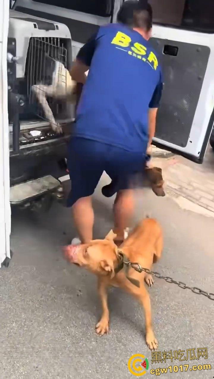 安徽马鞍山和县京都公馆,一头野猪将居民门撞坏后跑进居民家里,公安携带猎犬和道具将野猪麻醉 !