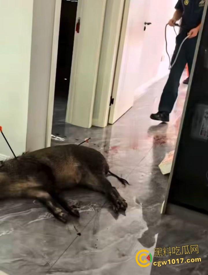 安徽马鞍山和县京都公馆,一头野猪将居民门撞坏后跑进居民家里,公安携带猎犬和道具将野猪麻醉 !