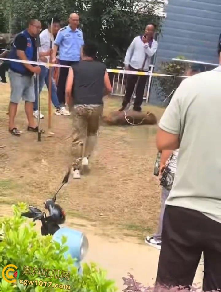 安徽马鞍山和县京都公馆,一头野猪将居民门撞坏后跑进居民家里,公安携带猎犬和道具将野猪麻醉 !