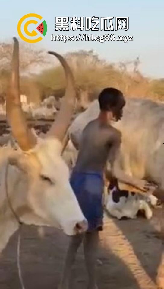 仿真牛逼飞机吞屌神器,各式号码选配让你爽,谁买这玩意撸?印度阿三日牛舔逼狂爱,卖他们直接当首富!