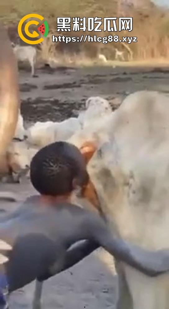 仿真牛逼飞机吞屌神器,各式号码选配让你爽,谁买这玩意撸?印度阿三日牛舔逼狂爱,卖他们直接当首富!