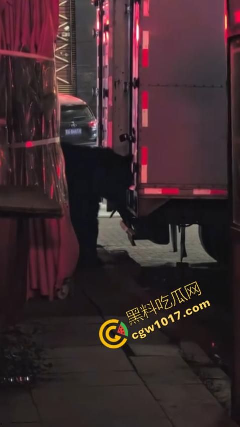 惊讶！宝清市街头惊现巨熊，警察开枪击毙，血洒街头，网友热议动物保护与城市安全！