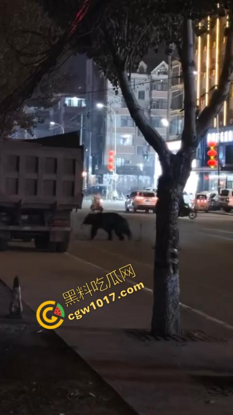 惊讶!宝清市街头惊现巨熊,警察开枪击毙,血洒街头,网友热议动物保护与城市安全!