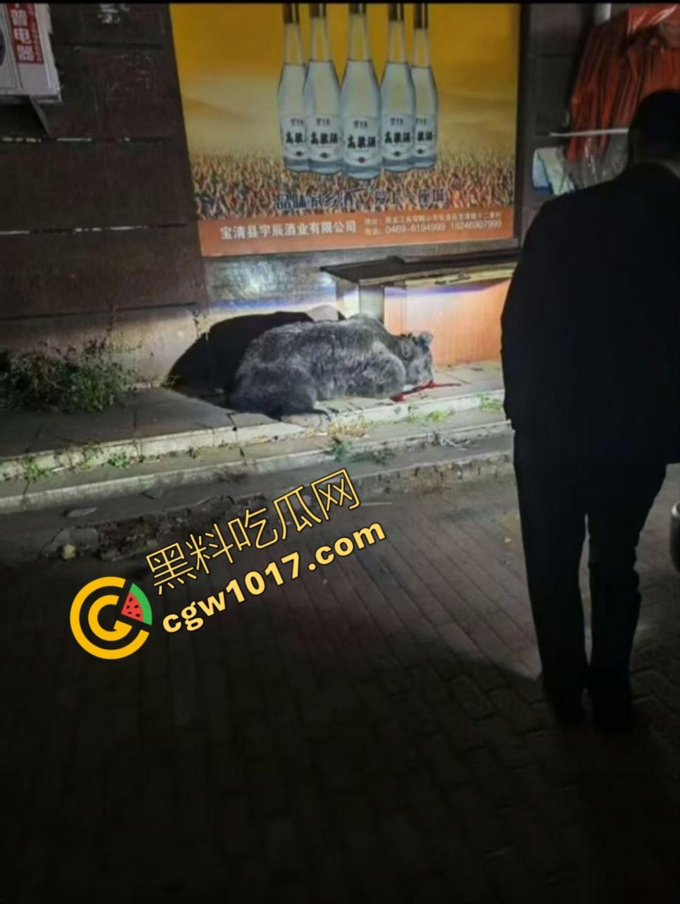 惊讶!宝清市街头惊现巨熊,警察开枪击毙,血洒街头,网友热议动物保护与城市安全!