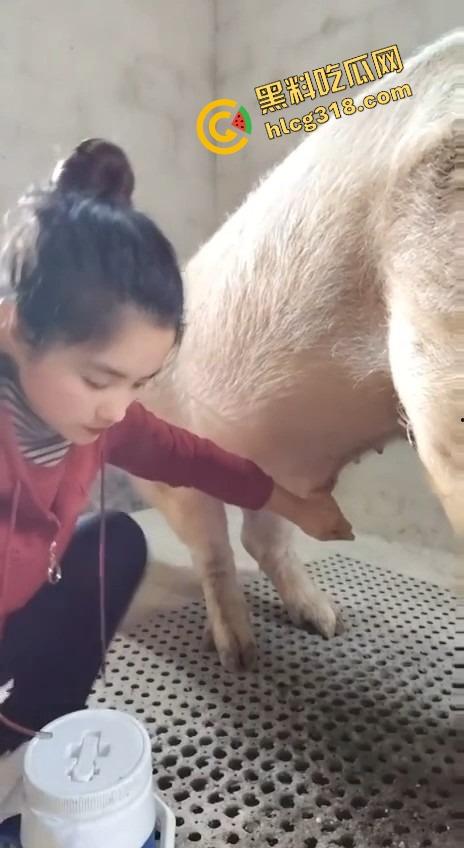 美女上岗第一天就被安排帮猪撸取精,手法娴熟动作老练,取精现场表情管理拉满