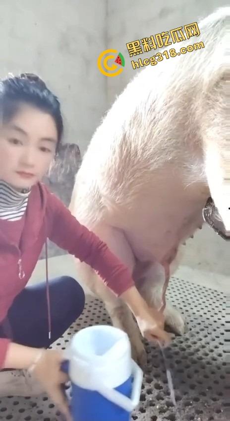 美女上岗第一天就被安排帮猪撸取精,手法娴熟动作老练,取精现场表情管理拉满