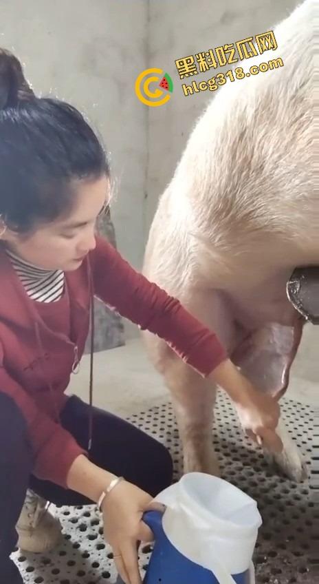 美女上岗第一天就被安排帮猪撸取精,手法娴熟动作老练,取精现场表情管理拉满