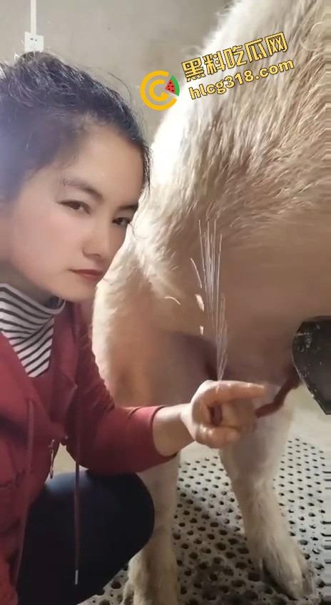 美女上岗第一天就被安排帮猪撸取精,手法娴熟动作老练,取精现场表情管理拉满