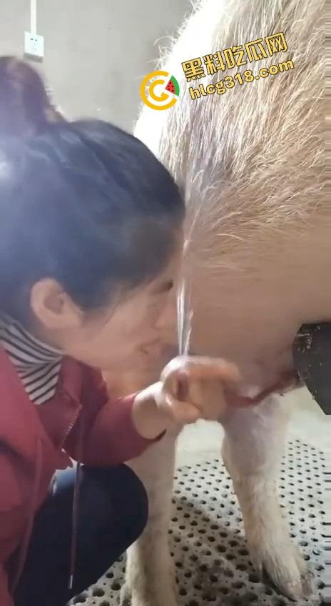 美女上岗第一天就被安排帮猪撸取精,手法娴熟动作老练,取精现场表情管理拉满