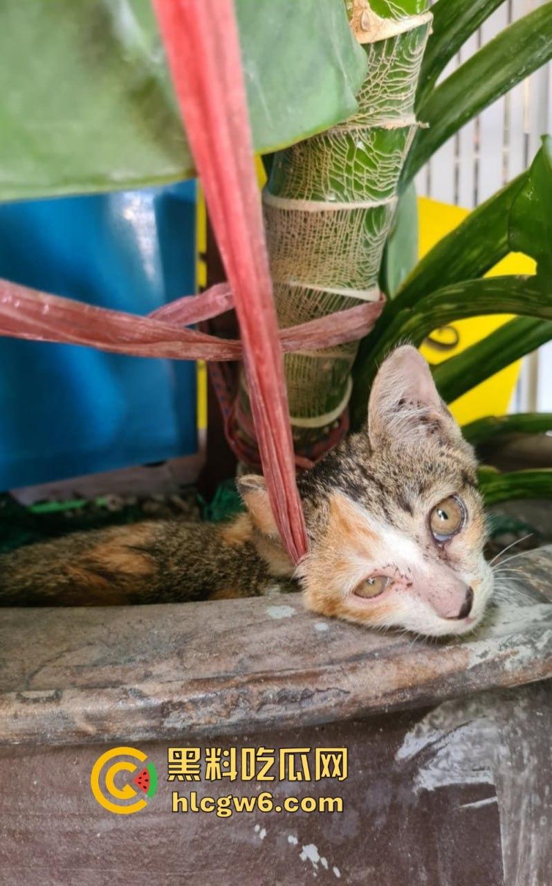 长沙极品人妻【gfeinjapan】媚黑骚货迷恋大屌!舞蹈软体解锁花式姿势,骚逼被野驴屌干到炸裂!